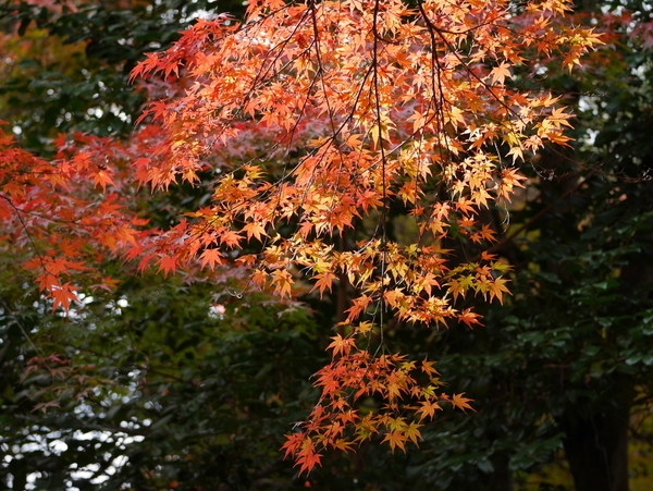 f:id:gzutetsu:20211205130519j:image