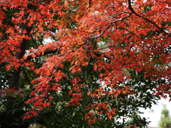 f:id:gzutetsu:20211205130524j:image