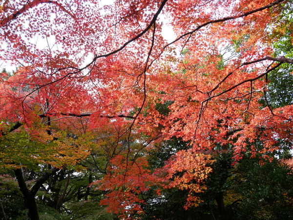 f:id:gzutetsu:20211205130543j:image