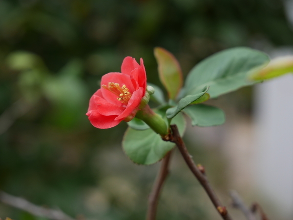 f:id:gzutetsu:20211205135933j:image