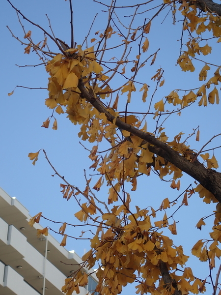 f:id:gzutetsu:20211209083206j:image