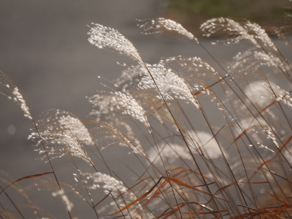 f:id:gzutetsu:20211226152014j:image