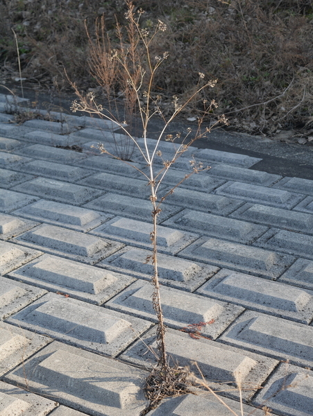 f:id:gzutetsu:20211228150346j:image