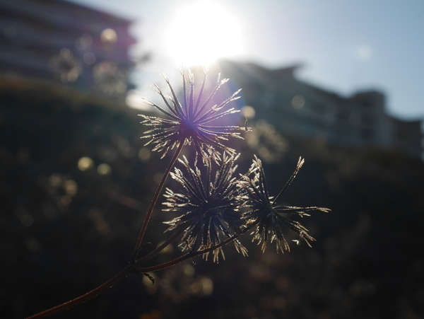 f:id:gzutetsu:20211228150714j:image