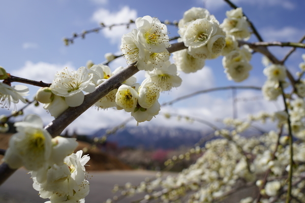 f:id:gzutetsu:20220320103326j:image