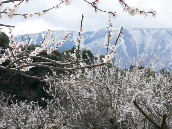 f:id:gzutetsu:20220320113958j:image