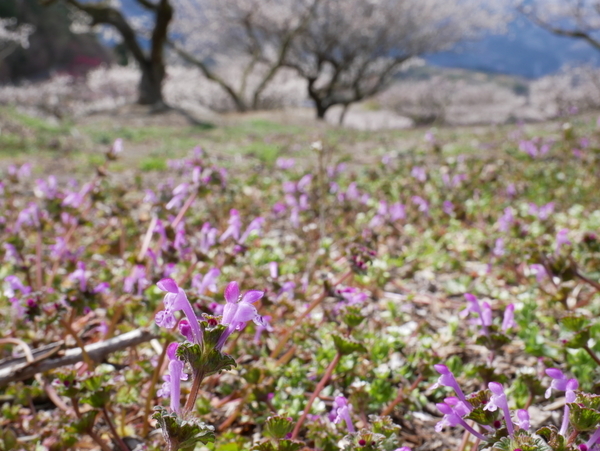 f:id:gzutetsu:20220320114352j:image