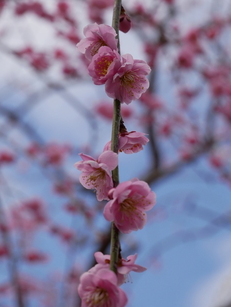 f:id:gzutetsu:20220320115616j:image