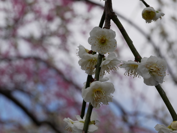 f:id:gzutetsu:20220320115743j:image
