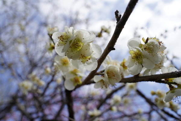 f:id:gzutetsu:20220320120634j:image