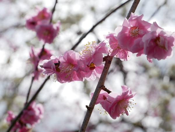 f:id:gzutetsu:20220320120949j:image