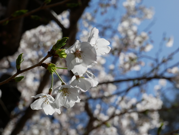 f:id:gzutetsu:20220327135301j:image