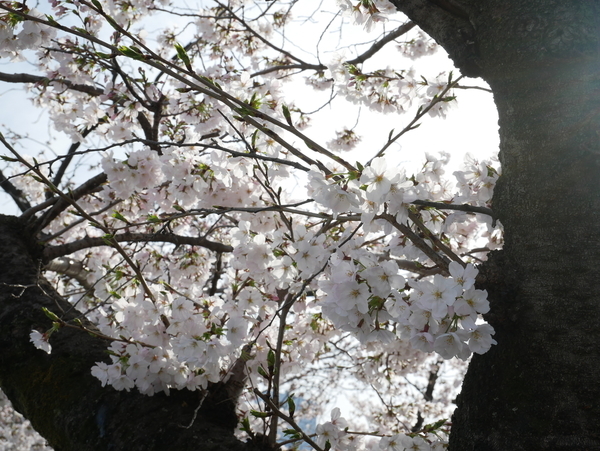 f:id:gzutetsu:20220328081629j:image
