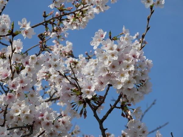 f:id:gzutetsu:20220330080720j:image