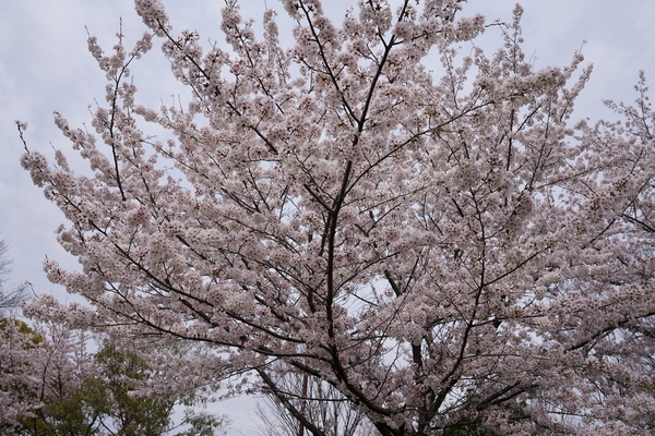 f:id:gzutetsu:20220402132018j:image