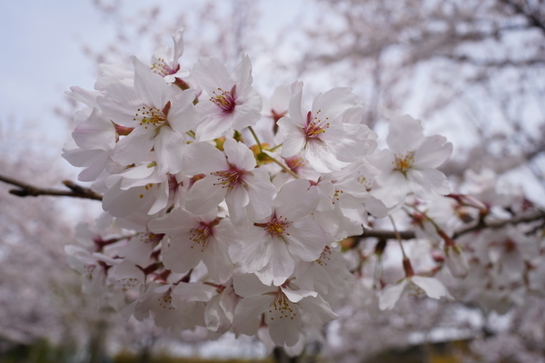 f:id:gzutetsu:20220402132309j:image