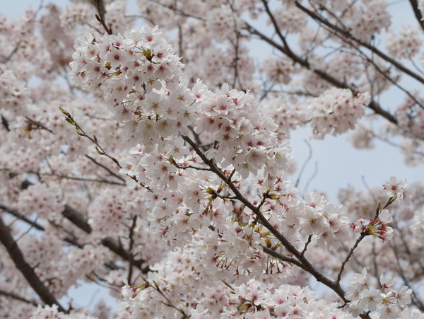 f:id:gzutetsu:20220402132738j:image