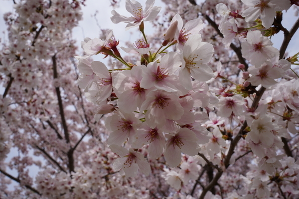 f:id:gzutetsu:20220402133122j:image