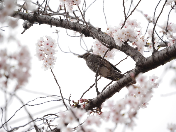 f:id:gzutetsu:20220402134811j:image