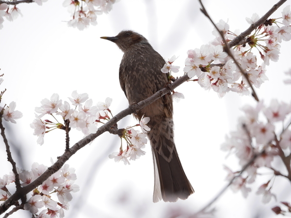 f:id:gzutetsu:20220402135035j:image