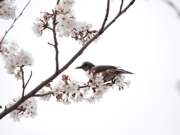 f:id:gzutetsu:20220402135227j:image