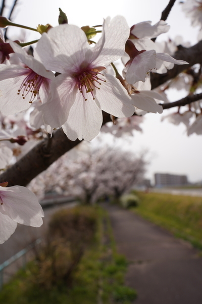 f:id:gzutetsu:20220402140117j:image