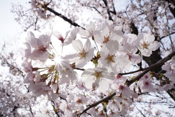 f:id:gzutetsu:20220402141046j:image
