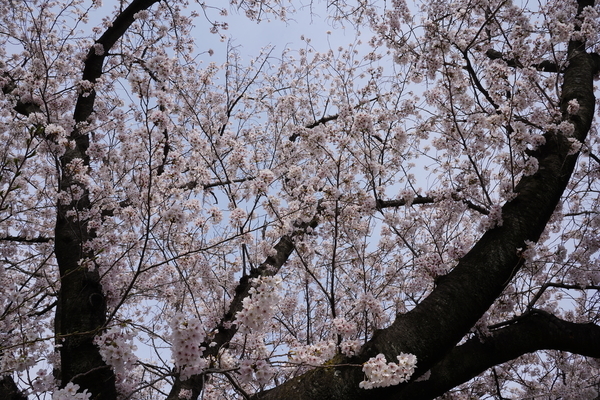 f:id:gzutetsu:20220402141408j:image
