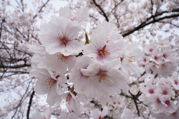 f:id:gzutetsu:20220402143350j:image
