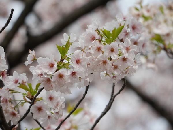 f:id:gzutetsu:20220402143746j:image