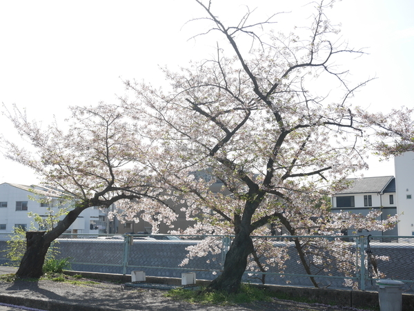 f:id:gzutetsu:20220406081359j:image