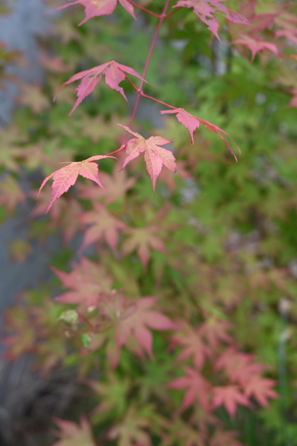 7月の紅葉 - 北海道美術ネット新館