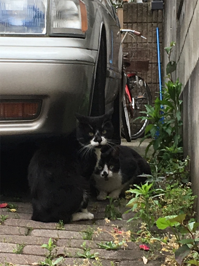 f:id:h-katori:20180517204843j:image