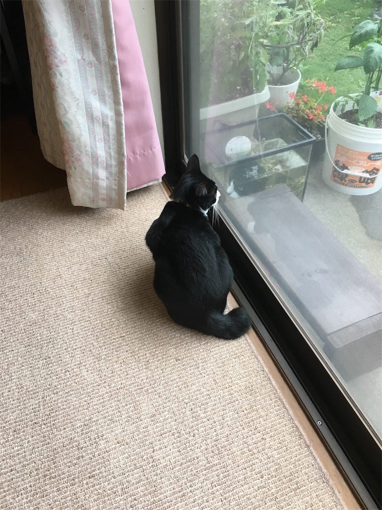 f:id:h-katori:20180618204324j:image f:id:h-katori:20180618204324j:image