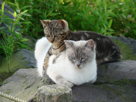猫の事情 - 袖ケ浦公園 時々散歩