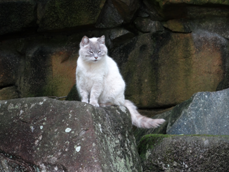猫の事情 - 袖ケ浦公園 時々散歩