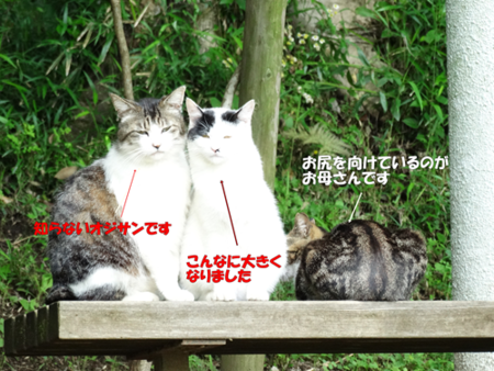 猫の事情 - 袖ケ浦公園 時々散歩