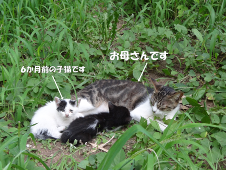 猫の事情 - 袖ケ浦公園 時々散歩