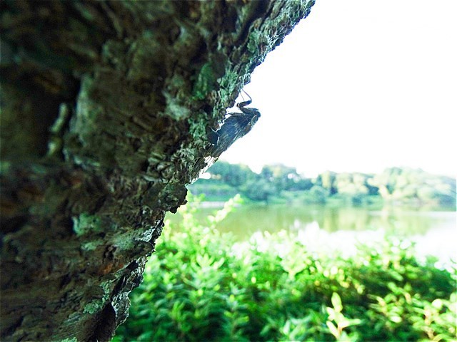 f:id:h-kawa0619:20190805164411j:plain
