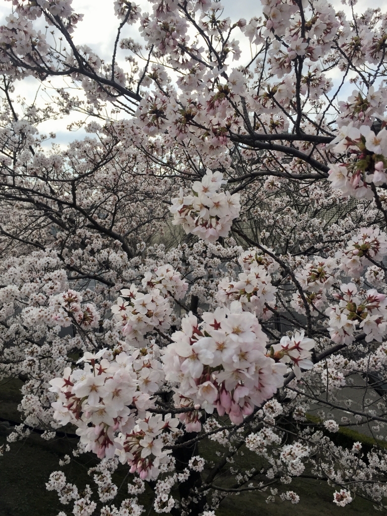 f:id:h-kiyo:20180410195200j:plain f:id:h-kiyo:20180410195200j:plain