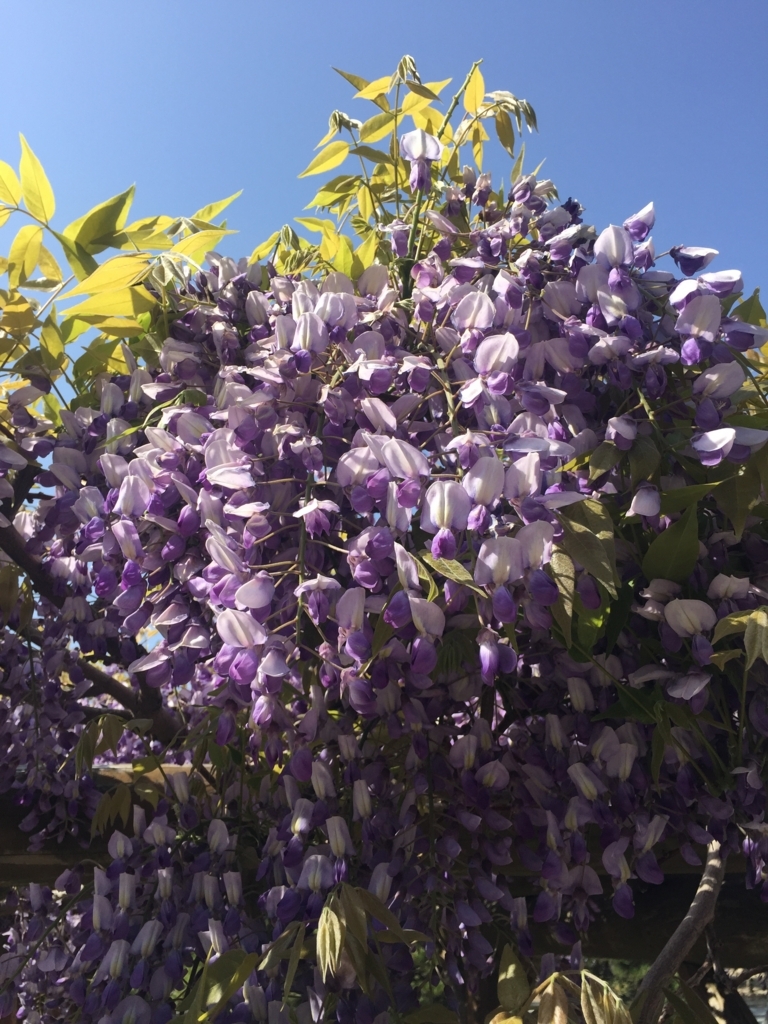 f:id:h-kiyo:20180506200325j:plain f:id:h-kiyo:20180506200325j:plain