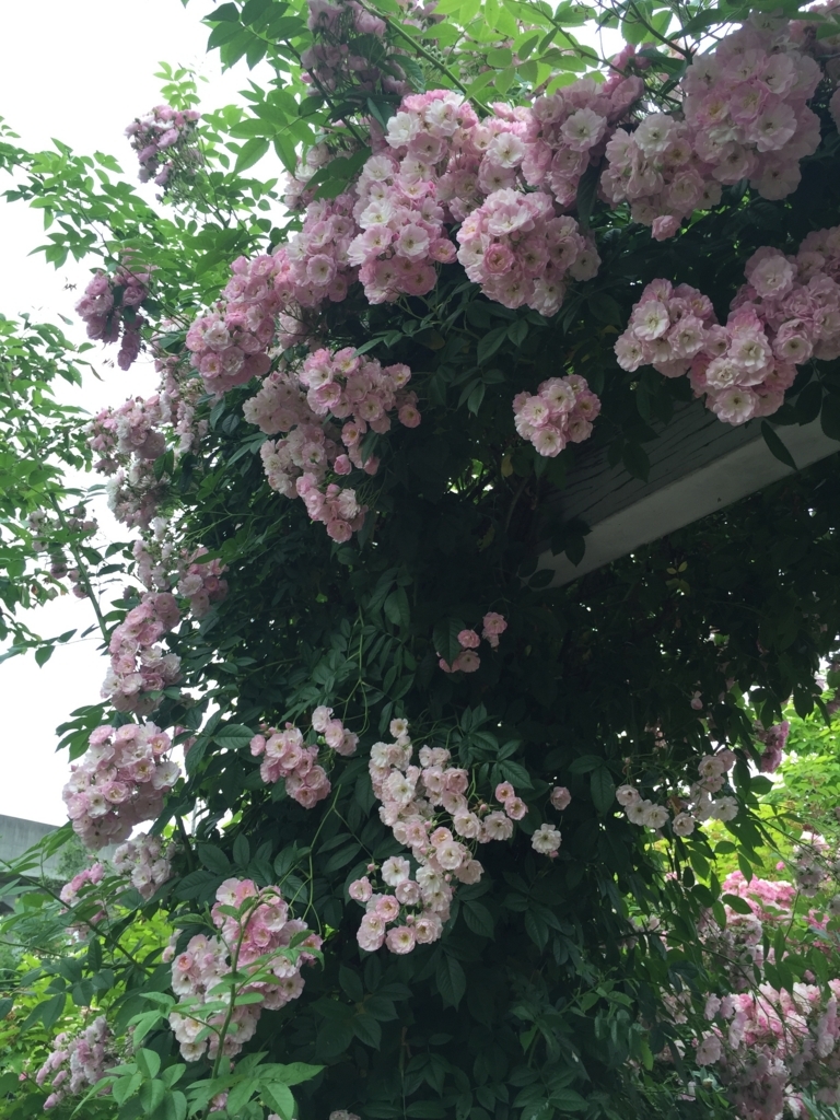f:id:h-kiyo:20180626185945j:plain f:id:h-kiyo:20180626185945j:plain