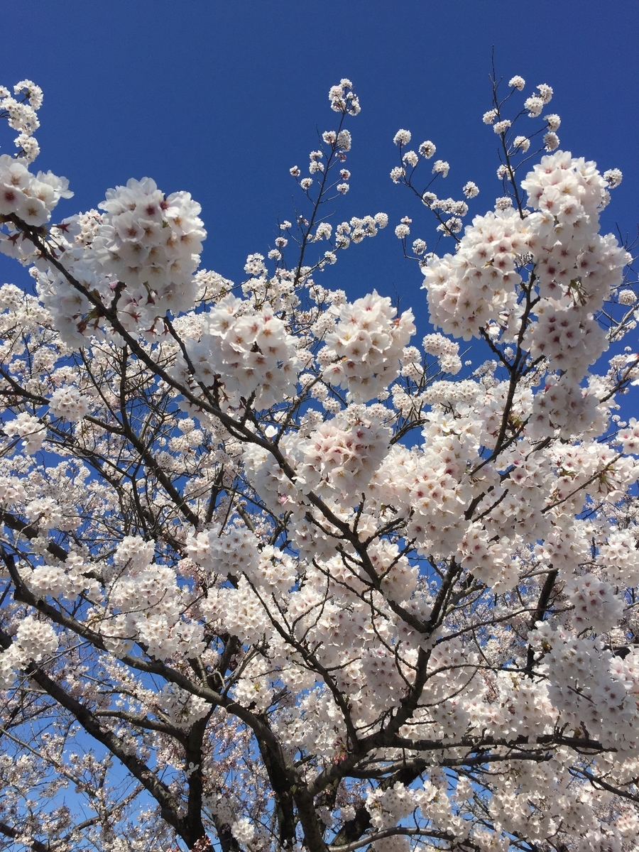 f:id:h-kiyo:20190428202322j:plain f:id:h-kiyo:20190428202322j:plain