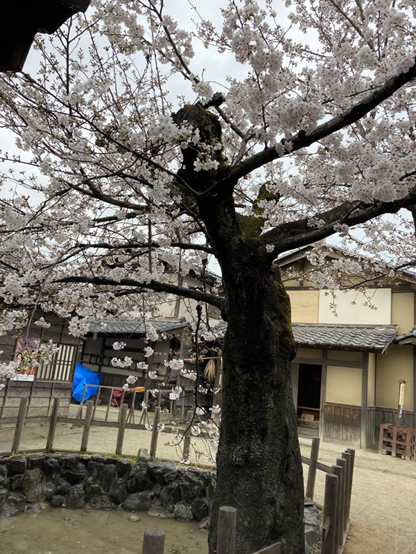 f:id:h-yanagi-art:20210330151557j:plain