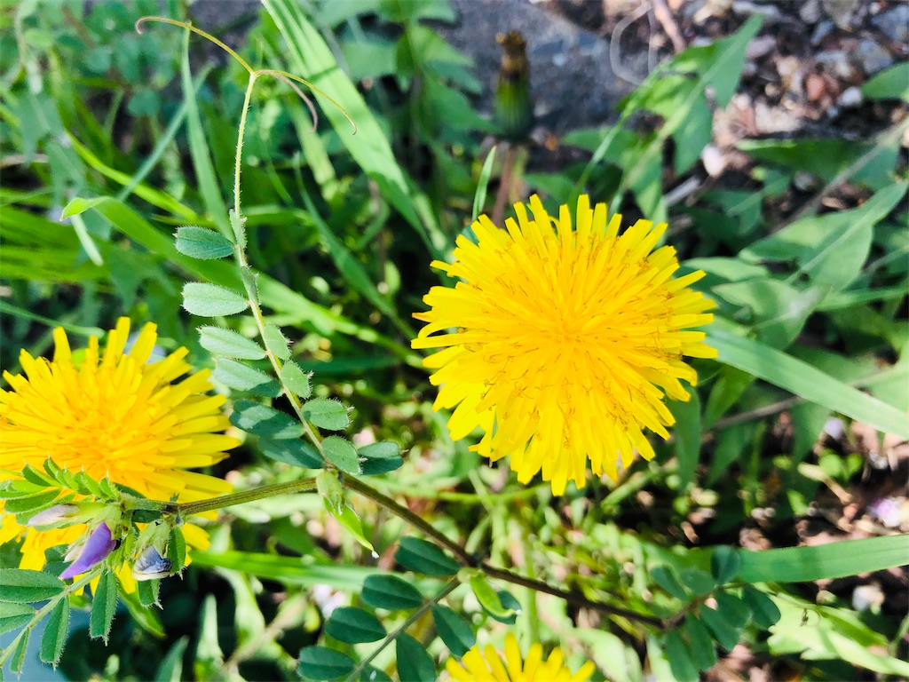 f:id:h12k09j0308m:20190413175943j:image f:id:h12k09j0308m:20190413175943j:image