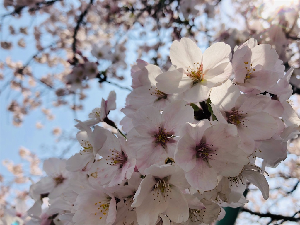 f:id:h12k09j0308m:20190413175947j:image f:id:h12k09j0308m:20190413175947j:image