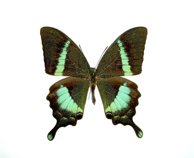 スリランカのクリノオビクジャクアゲハ Papilio crino in Sri Lanka