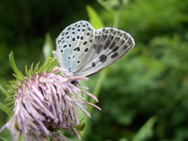 北海道はオオゴマシジミの季節 - 蝶の国から