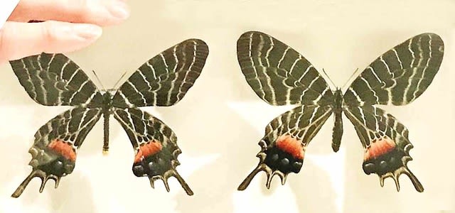 シボリアゲハ亜種群と近縁種たちの概観 - 蝶の国から
