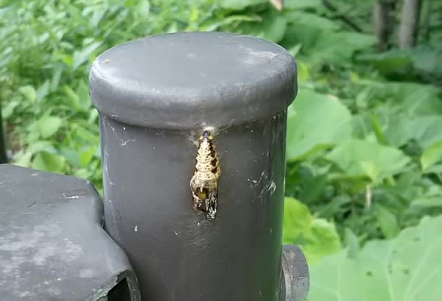 2017年夏、大雪湖周辺でオオイチモンジ♀500匹採集 - 蝶の国から